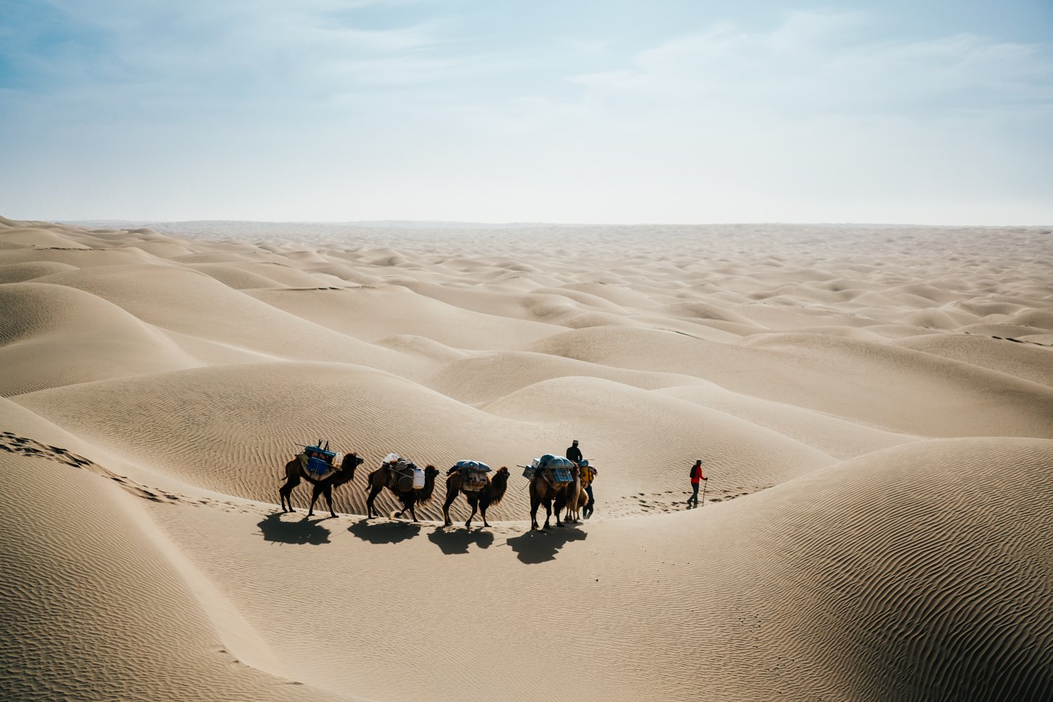 A camel caravan and a trekker crossing the sand dunes of a desert